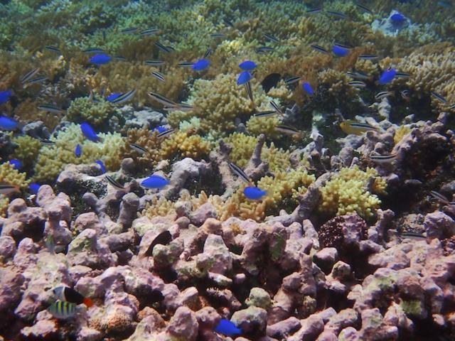 Nomad Divers Bangka Likupang 外观 照片